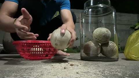 Cách Ngâm rượu trái quách (ráo) đơn giản dễ làm