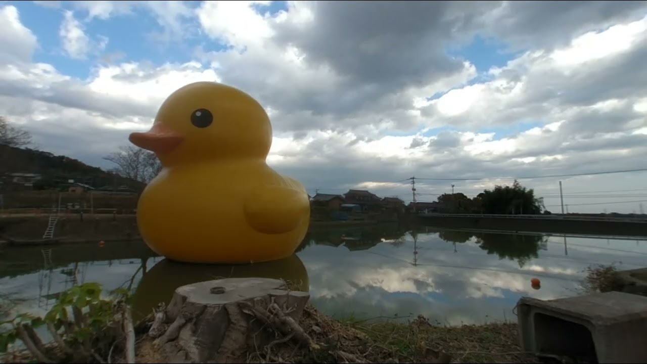 Rubber Duck by Florentijn Hofman at Kunisaki Art Festival in Oita