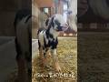 おっぱい飲んでと促す母ヤギ　#動物 #goat