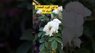 الورد الابيض الورد البلدى الورد الجورى #shorts #short #shortvideo #اتمنى_تشترك_بالقناة_كنوع_الدعم