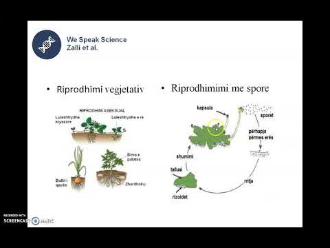 Video: Si riprodhohen organizmat në mënyrë aseksuale?
