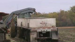 Pik Rite 190 harvesting tomatoes  in muddy conditions.