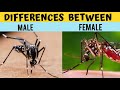 Difference between Male and Female Mosquitoes