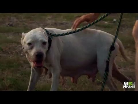 Vídeo: Pitbulls Rescatats Salvats De Filipines Cull