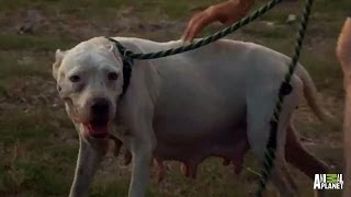 A New Mama Pit Bull, Lost in a No Man's Land | Pit Bulls and Parolees