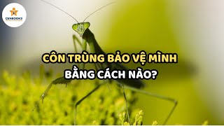 CÔN TRÙNG BẢO VỆ MÌNH BẰNG CÁCH NÀO?