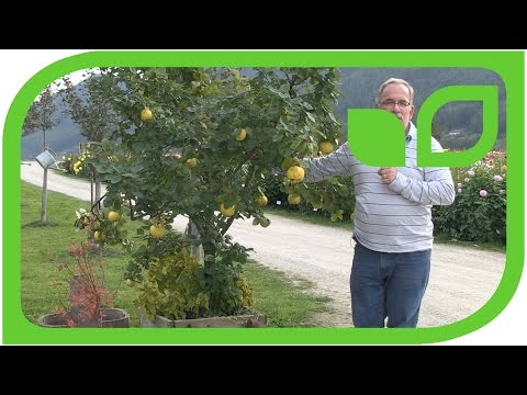 Video: Can You Grow Quince Trees In Pots: Caring For A Container Grown Quince Tree