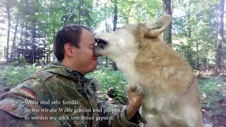 Cleaning Day in a Mongolian Wolf Family