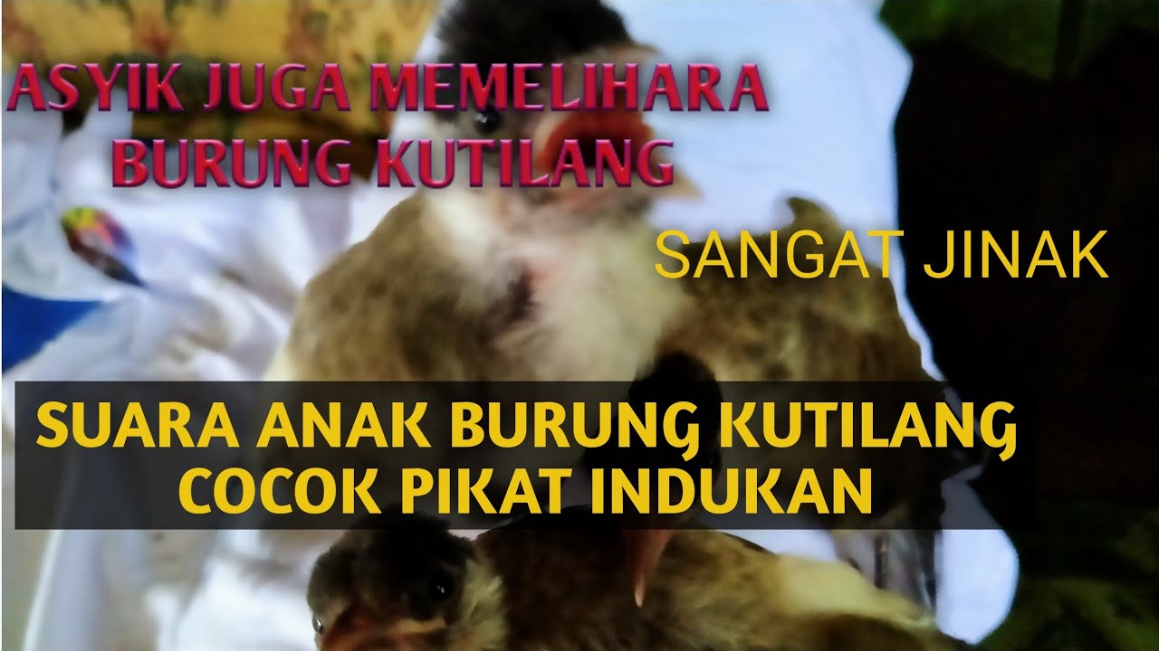 Burung kutilangnya sangat jinak || Anak burung kutilang cocok pikat