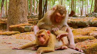 So lovely baby  monkeys #monkeynay #babymonkey #monkey #short