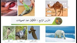 درس التكيف عند الحيوانات+ حل التدريبات| الصف الثالث|  العلوم | الدرس الرابع