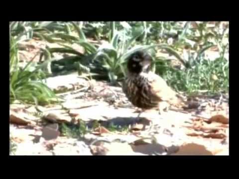 wildlife videos national geographic download Desert life, Thick Billed Lark, Shizafon, Israel