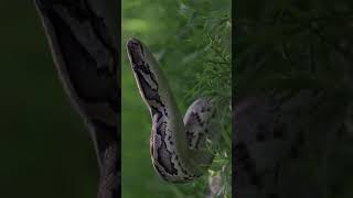 Florida’s Python Problem Just Got WAY Worse