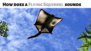 How Does A Flying Squirrel Sounds