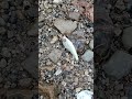 Lure hunting- honest work
