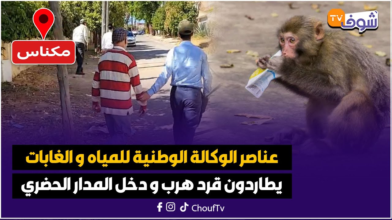 عناصر الوكالة الوطنية للمياه و الغابات يطاردون فهاد اللحظات قرد هرب لمولاه و دخل المدار الحضري