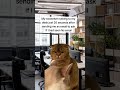 The 20-Second Email Follow-Up📧 #funny #memes #work #shortvideo #viral #relatable