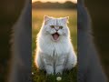 Meow..🥰 #funny #cat #cute