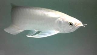Quality green. Pa arowana..mp4