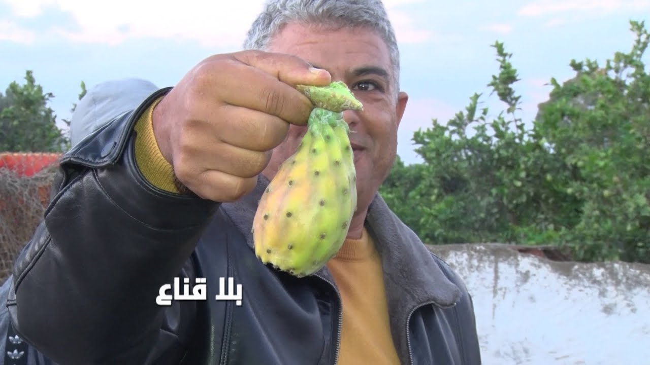 bila kinaa | هندي بوعرقوب الأكثر شهرة في تونس..تجارة مربحة لكن القشار ماخلا شيء للزوالي