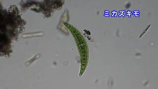 DVD「小学校理科DVDシリーズ 6年　9.生物のつながりと環境 ～食べ物と水と空気を通したつながり～」