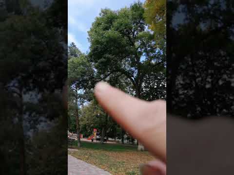 Видео: Ясень вечнозеленый?