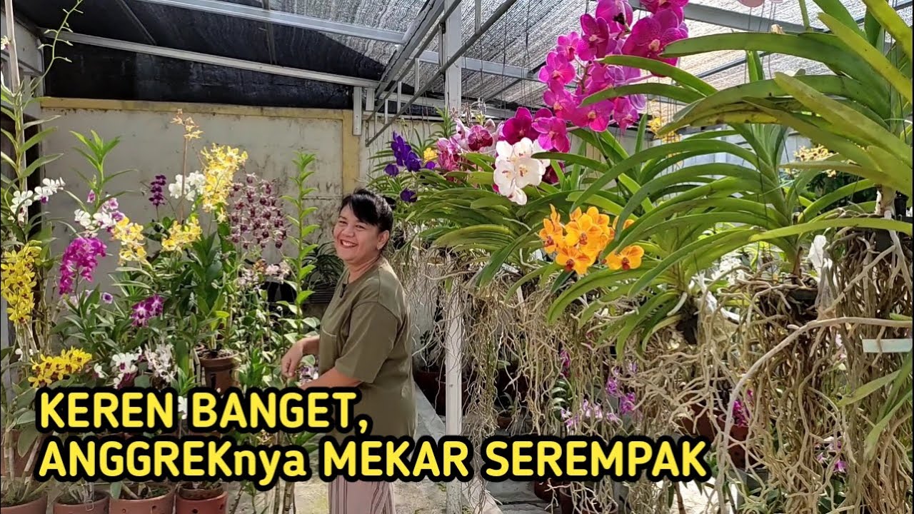 KEREN BANGET... ANGGREKNYA MEKAR SEREMPAK