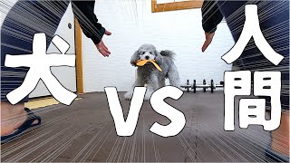 🐶犬とブーメランで遊ぼうとしたら違う遊びになった。【トイプードルのグリィ】【犬】【dog】【toy poodle】