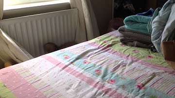 Ragdoll kitten plays fetch