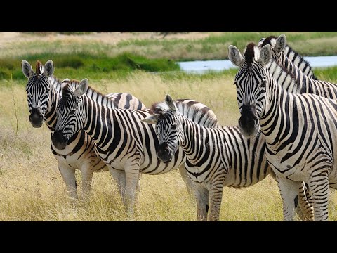 Video: Where Zebra Lives: Gestreepte feite
