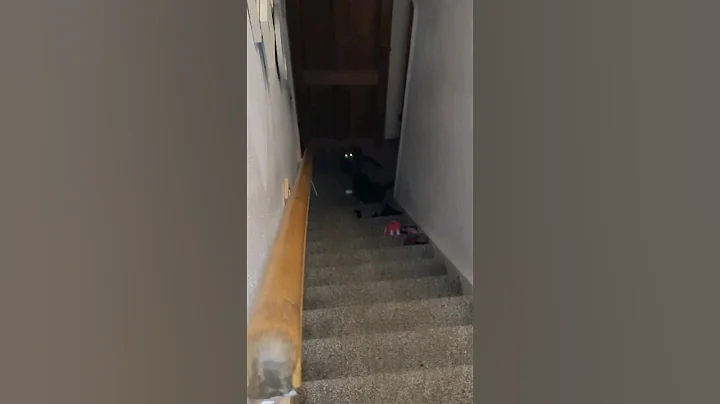 Video 11806751: russian blue cat, cat feeding, cat missing