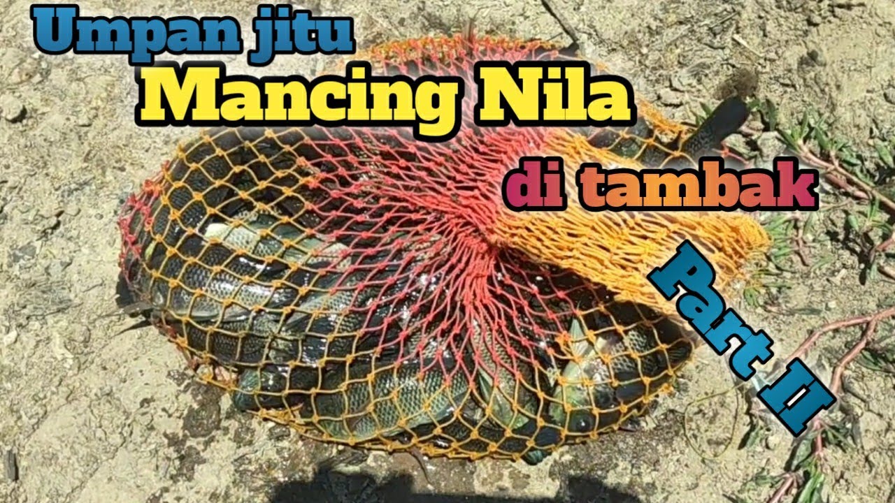Umpan jitu mancing nila di tambak #partII