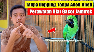 Cara Perawatan Cucak Ijo Biar Gacor || Cara Merawat Burung Cucak Ijo Supaya Gacor