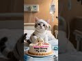 Help for this cat’s recovery #aitools #poorcat #nurse #gby #amazing