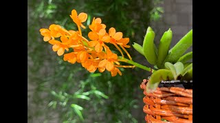 Аскоцентрум миниатум (Ascocentrum miniatum).