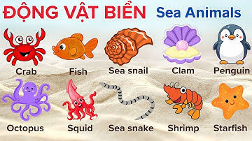 Các Loài Động Vật Biển | Sea Animals | Bé khám phá các loài động vật biển | Cua, bạch tuộc, rắn biển