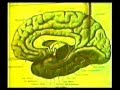 Головной мозг (учебный фильм СССР)