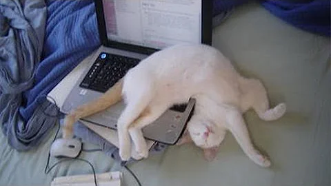 Video 382861: cats dogs sleeping, funny cat sleeping, dog compilation