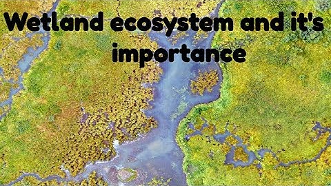 Wetland ecosystem and its importance.#upsc #upscexam #upscenvironment #upsccse #prelims #upscmains
