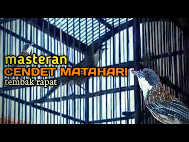 Burung CENDET MATAHARI masteran istimewa class=