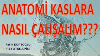 Anatomi de Kaslar ı Asla Unutmayacaksınız!!! | Denenmiş Başarılı Yöntem |