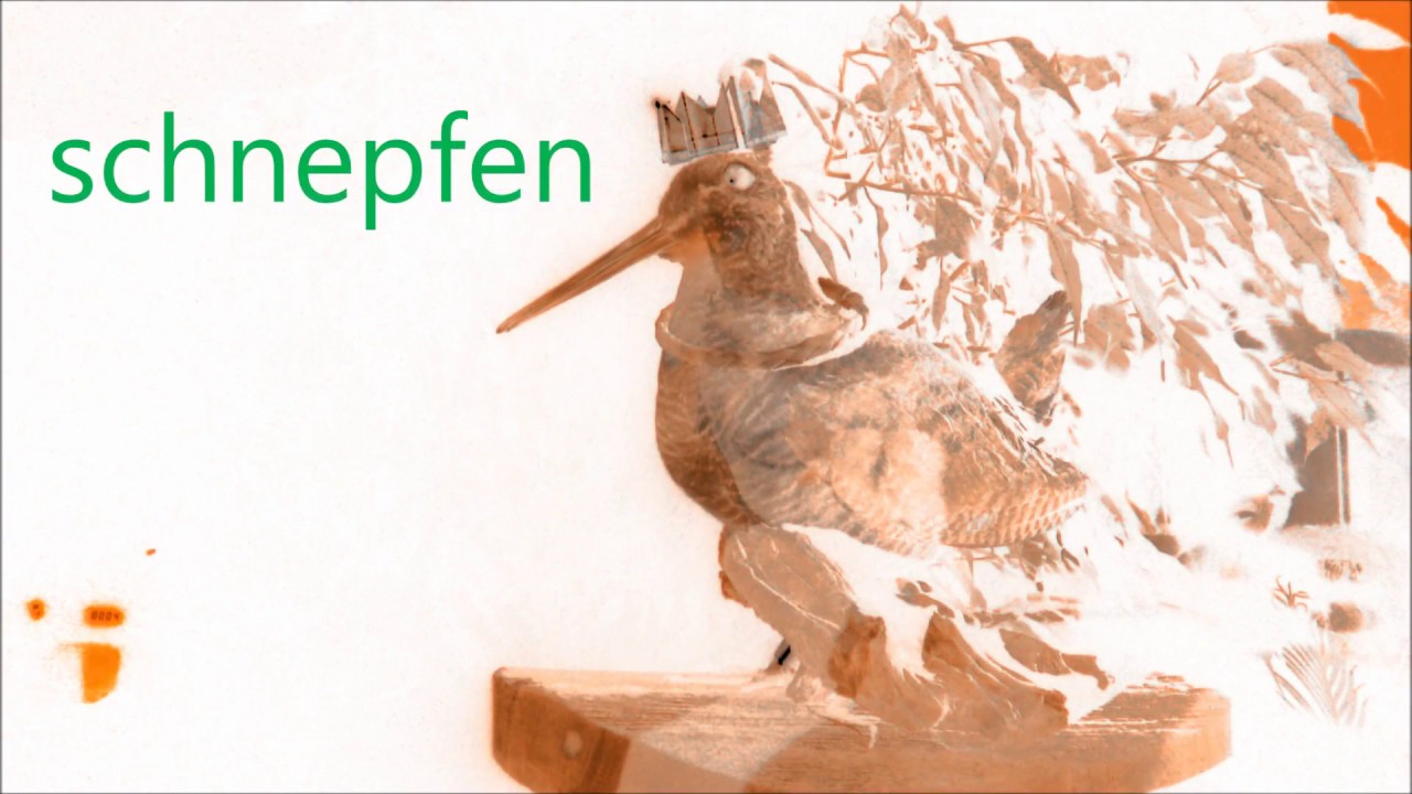 Schnepfen Schnepfe Schnepf Natur Moog More Youtube