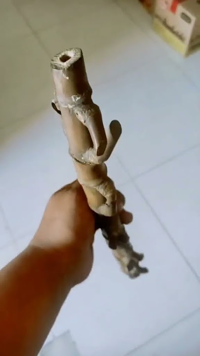 Tidak akan saya jual!! Bambu petuk asli bambu #shorts #bambubertuah
