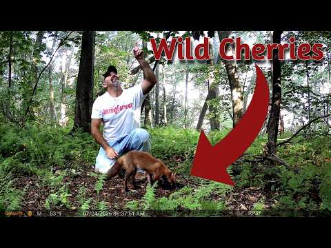 WHO'S EATING Wild Cherries! Long Range WiFi Camera