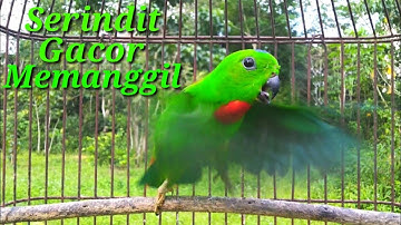 Suara Serindit Pikat Memanggil & merayu || Sangat Cocok Untuk Pancingan , memikat & masteran