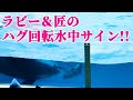 ラビーと匠のハグ回転「水中サイン」鴨川シーワールド シャチショー KamogawaSeaWorld killerwhale