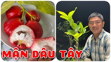 Cây Mận Dây Tây nhập khẩu | 0386569374 - Ngọc Ngân Bến Tre | Chuyên cây độc lạ