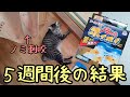 【追加報告】ノミとりホイホイ〜５週目の結果〜【猫動画・ノミ刺咬、最強の対策は？！】