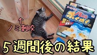 【追加報告】ノミとりホイホイ〜５週目の結果〜【猫動画・ノミ刺咬、最強の対策は？！】