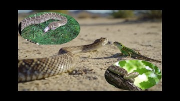 Rắn Đuôi Chuông : Loài rắn đặc biệt với chiếc đuôi lắc kiêu  ( Mê Hoặc )